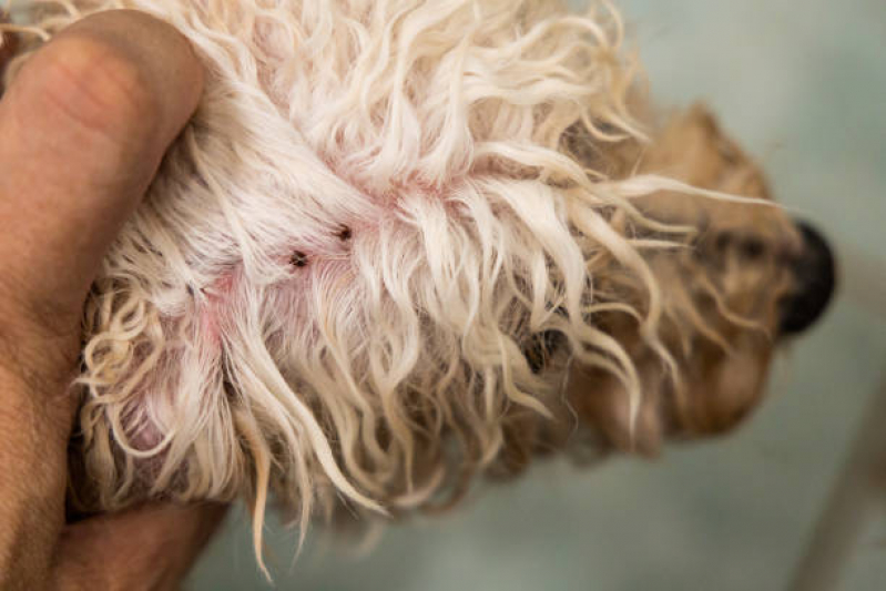 Teste para Detectar Doença do Carrapato em Cachorros Marcar Jardim Petrópolis - Teste para Detectar Doença do Carrapato em Cães