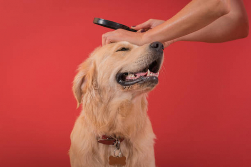 Teste para Detectar Doença do Carrapato em Cachorros Aeroporto - Teste para Doença do Carrapato