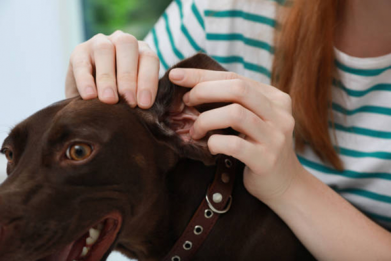 Teste para Doença do Carrapato Vivendas do Arvoredo - Teste para Detectar Doença do Carrapato em Cães