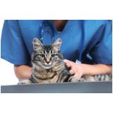 aplicação de vacina antipulgas para gatos Nova Esperança