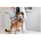 aplicação de vacina antirrábica cachorro Fazenda Nata