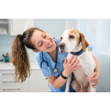 aplicação de vacina antirrábica para cachorro Rolância