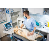 aplicação de vacina contra raiva para cachorro Londrina