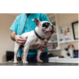 aplicação de vacina contra raiva para cachorros HU
