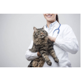 aplicação de vacina de gato filhote Cafezal