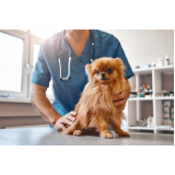 aplicação de vacina para filhote de cachorro Rolância