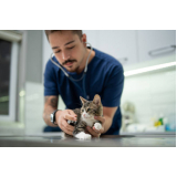 aplicação de vacina para gato filhote Rolância