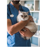 aplicação de vacina para gato v4 União da Vitória