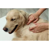 aplicação de vacina polivalente cachorro Esperança