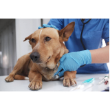 aplicação de vacina polivalente para cachorro Ernani Moura Lima
