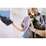 atendimento de endocrinologista veterinário Vila Recreio
