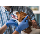 castração em cachorro clínica Cidade Industrial 2