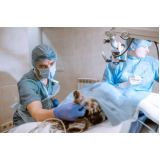 cirurgia de castração de cachorro e gato Vila Ipiranga