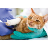 cirurgia de castração de gato fêmea Tucanos
