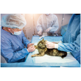 cirurgia de castraçao em cachorro agendar Conjunto Vivi Xavier