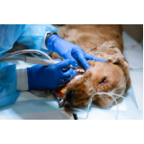cirurgia de colapso de traqueia em cães agendar Parque das Indústrias Leves
