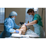 cirurgia de tecidos moles em pequenos animais agendar Cambé