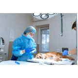 cirurgia de torção gástrica em cães Conjunto Parigot de Souza