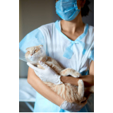 cirurgia desobstrução gato marcar Vivendas do Arvoredo