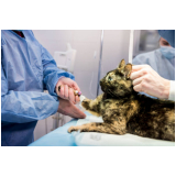 cirurgia oftalmológica cachorro Vila Brasil