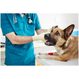 cirurgia oftalmológica para cachorros marcar Shangri-lá