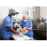 cirurgia ortopédica em cachorro marcar Vivi Xavier