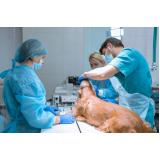 cirurgia ortopédica em cães Vila Nova