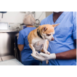 cirurgia ortopédica para cachorro Vila Brasil