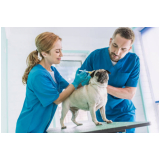 cirurgia ortopédica para cachorros Parque Industrial