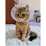 cirurgia para gatos Parque das Indústrias Leves