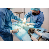 cirurgia veterinária agendar Cinco Conjuntos