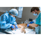 Cirurgia de Torção Gástrica em Cães Londrina