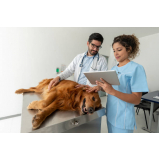 clínica com ortopedista para cachorro Londrina