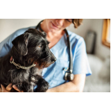 clínica com ortopedista para cachorros Parque das Indústrias