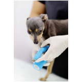 clínica com ortopedista para cães Heimtal