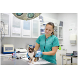 clínica com ortopedista para gatos Chácaras Esperança