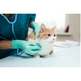 clínica especializada em cirurgia de castração de gato Cidade Industrial 1