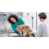 clínica especializada em gatos telefone Conjunto Parigot de Souza