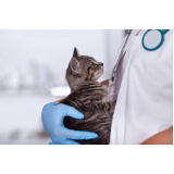 clínica especializada em gatos Jardim Coliseu