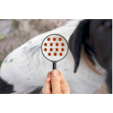 clínica especializada em teste para detectar doença do carrapato em cães Jardim Piza