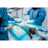 clinica que faz cirurgia de castraçao em cachorro Parque Guanabara