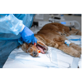 clinica que faz cirurgia de colapso de traqueia em cães Esperança