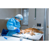clinica que faz cirurgia de tecidos moles em pequenos animais Cafezal