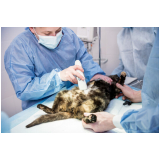 clinica que faz cirurgia em animais de companhia HU