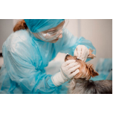 clinica que faz cirurgia ortopedica em cachorro Conjunto Parigot de Souza