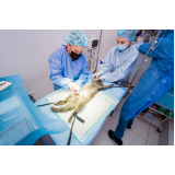 clinica que faz cirurgia veterinária Parque das Indústrias Leves