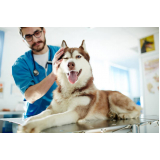 clínica que faz exame pcr leishmaniose canina Vila Fraternidade