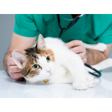 clínica que faz teste de fiv e felv em gatos Bela Suíça