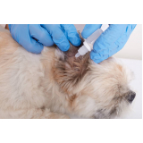 clínica que faz teste de leishmaniose canina Antares