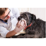 clínica que faz teste de leishmaniose em cães Gleba Lindoia